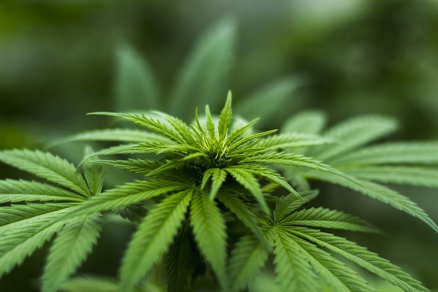 Cannabis “light”: Divieto di vendita di foglie, infiorescenze, olio e resina derivate dalla canapa. Le motivazioni della sentenza Sezioni Unite Corte di Cassazione
