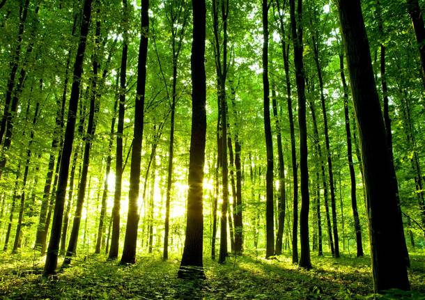 DONA A PARMA NUOVE RADICI!: KilometroVerdeParma lancia una raccolta fondi per la creazione di 4 nuovi boschi urbani